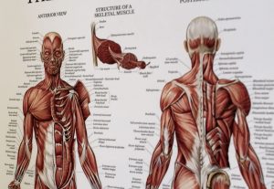Anatomie, physiologie et pathologies